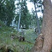 Weitere Aufstiegsflanke zur der Felswand vom Klettergarten