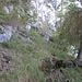 Eine Querung im Aufstieg Wegverlauf vom ersten Westkamm Schaffelberg/Klettergarten 