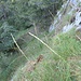 Rückblick auf Aufstiegsstelle I/UIAA im Wegverlauf am ersten Westkamm Schaffelberg/ Klettergarten 