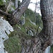 Eine weitere Querung im Aufstieg Wegverlauf vom ersten Westkamm/Schaffelberg Klettergarten 