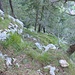 Rückblick Ausgesetzter Geländeverlauf im ersten Westkamm Schaffelberg/Klettergarten