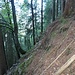 Steilheit der Geländeflanke im Aufstieg durch den Wald