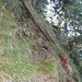 Einstiegstelle I/UIAA und T5 im zweiten Westkamm vom Schaffelberg