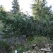 Hinter dem umgstürzten Baum ist evtl. eine weitere Stelle I/UIAA im zweiten Westkamm vom Schaffelberg 
