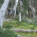 Aufstieg (T3) zum Westgrat vom Laber - Massiv 