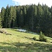 Die Querung der Wiese in der Scharte vom Tiefentalgraben vom Laber - Massiv <br />Geradeaus geht es im Wald direkt weiter