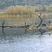 Kormorane auf einem Toten Baum