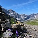 Fleurs alpines au-dessus de la cabane de Susanfe