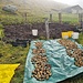 Erstaunlich reiche Kartoffelernte auf Chli Guraletsch 2018m
