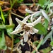 Verblühtes Edelweiss