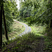 Wieder zurück und auf dem Querpfad nordostwärts weiter, bis eine Forststraße erreicht wird. Auf ihr etwas herab ...