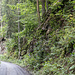 ... zur (südseitigen) Forstraße an der Steinach. Darauf nun ein ganzes Eck ...