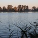 Dorfteich aus einem Versteck heraus fotografiert<br />Brodelndes Wasser: Im oberen Bilddrittel sieht man Komorane auf einem Fischzug, etwa zwei Drittel der Tiere tauchen gerade.
