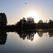 Schilfteich