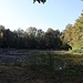 Schleifferteich