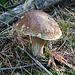 Steinpilz
