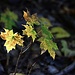 Miniherbst
