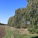 Baruth, einstige Bahntrasse Löbau - Radibor
