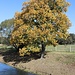 Herbstbaum