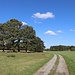 Feld- und Wiesenflur