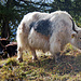 Yaks am Wegesrand.