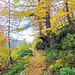 Goldiger Herbst.