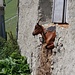 A l'alpage de Lapisa