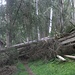 Im Tajenwald