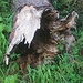 Gesicht im Holz (mit Kappe)