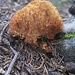 Korallenpilz, ev. "Dreifarbige oder Schöne Koralle" (Ramaria formosa)