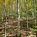 Schner Wald 