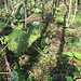 Langstielige Blätter der Pestwurz 