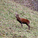 Der Platzhirsch.