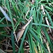 Perfekte Tarnung im Gras - Eine Gottesanbeterin