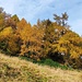 Colori
