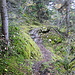 steile und matschige Auf- und Abstiege