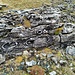Fossilien (Schwämme?) ..