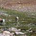 Bighorn Sheep Weibchen - die "big horns" haben scheinbar nur die Männchen