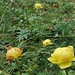 Trollwiese