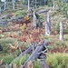 Der Wald im Schwarzwald hat auch schon bessere Zeiten erlebt. 