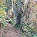 Nach der Überquerung der Rodelbahn (Krunkelbachweg) Richtung Hofer Pavillon runter