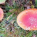 Fliegenpilze