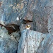 Die hyperaktiven Streifenhörnchen (Chipmunks) zu fotografieren ist gar nicht so leicht.