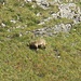 Steinbock