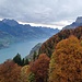Rostbraunes Laub bei stark bewölktem Himmel