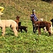 bellissimi alpaca