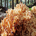 Ein riesiger Korallenpilz (30 cm).