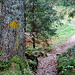 Unterwegs im Bruggerwald.