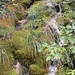 hübsch bemooster und versinterter Wasserlauf