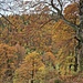 Was für Herbstfarben